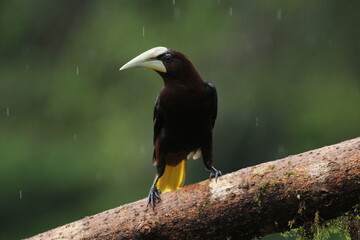 Chestnut-headed Oropendola (Psarocolius wagleri) from Costa Rica