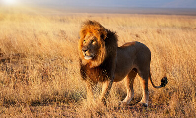 majestic lion standing tall in the African savanna