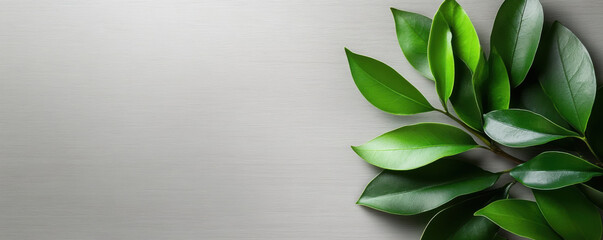 Obraz premium Close-up of fresh green leaves arranged on a minimalist grey background, showcasing natural beauty and simplicity.