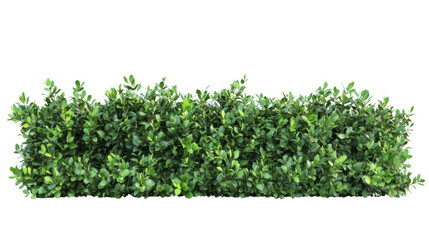 Obraz premium Bush or shrub wall isolated on transparent background for graphic design.