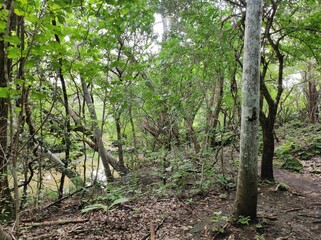 River in the tropical dry forest at Parque Nacional Santa Rosa, Costa Rica