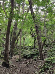 Tropical dry forest in Parque Nacional Santa Rosa, Costa Rica