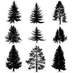 Obraz premium Pine tree silhouettes. Evergreen forest firs and spruces black shapes, wild nature trees templates. Vector illustration of woodland trees set on a white background design. 