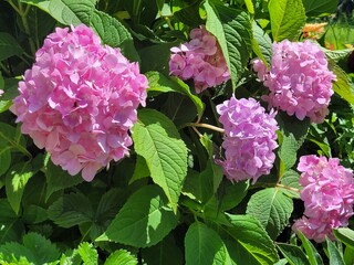 A bush of a flowering hydrangea that changes its color from pink to blue