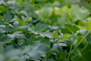 Background from growing parsley background, close-up. Leaves parsley for publication, design, poster, calendar, post, screensaver, wallpaper, cover, website. High quality photography