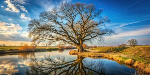 A withered tree by a small river seen from a low angle