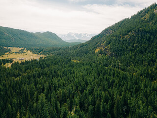 Green meadow in the mountains. Altai, Siberia, Russia