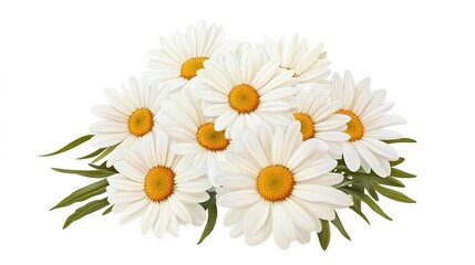  Hand-Painted Realistic White Daisy Bouquet, Capturing the Natural Beauty and Delicate Details of Each Flower. Ideal for Floral Art Enthusiasts and Home Decor