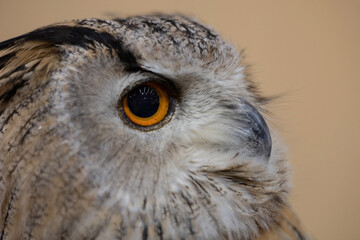 Brown owl's eyes, close-up photo