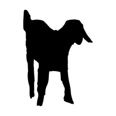 Goat Illustration Silhouette Eid al-Adha
