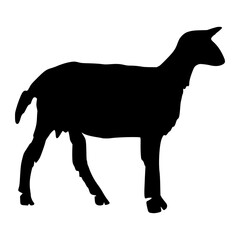 Sheep Silhouette illustration