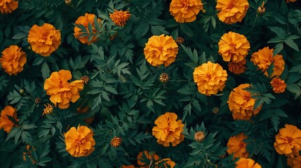 Marigold Flower as background Marigold Flower