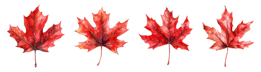 Fototapeta premium Watercolor Painting of Red Maple Leaf