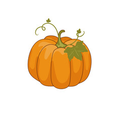 Pumpkin illustration 