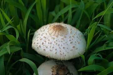 生命力あふれる巨大な白い唐傘竹
