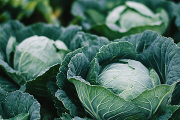 Green cabbages growing