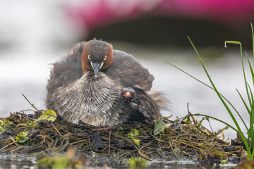 beautiful Little grebe in lake