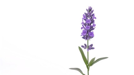 Obraz premium Lavender Flower as background Lavender Flower.