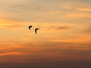 top row to the sunset
