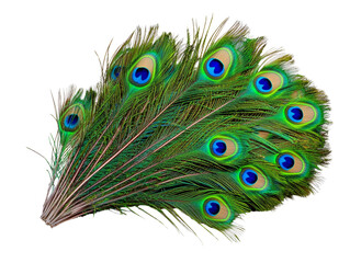 Obraz premium Beautiful peacock feathers with vibrant colors and patterns