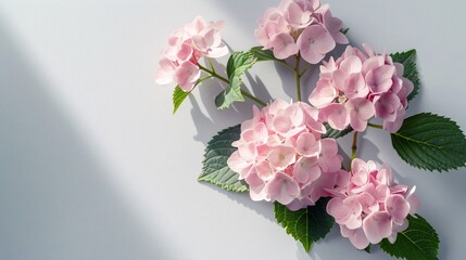 185. Sophisticated floral flat lay with small pink Hydrangea flowers, embodying a natural summer style in a minimal monochrome design, perfect for a clean and elegant look