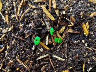 Growth of sweet basil plants, care for sweet basil seedlings, tips for gardening at home. Top view