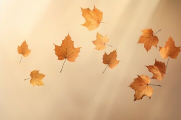 Fototapeta premium close-up photo of amazing dropping gold maple leaves in beige background