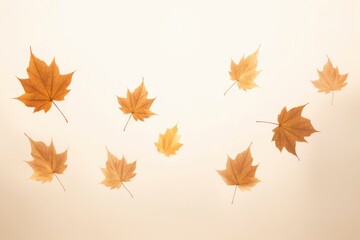 Fototapeta premium close-up photo of amazing dropping gold maple leaves in beige background