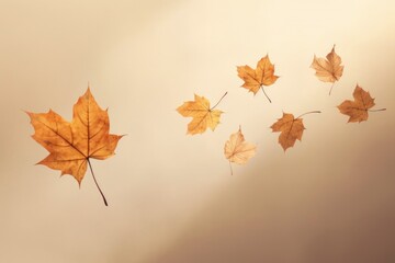 Fototapeta premium close-up photo of amazing dropping gold maple leaves in beige background