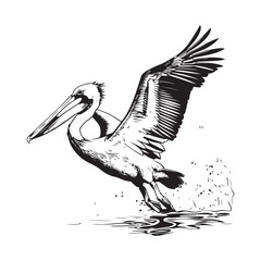 Pelicans Flying Images. Pelican flying over water stock Illustrations. 