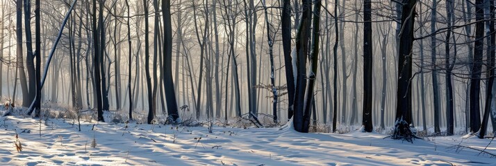 Winter grove featuring tree silhouettes