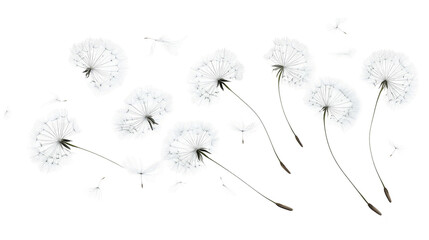 Abstract Dandelion Flowers in a Glitched Frame