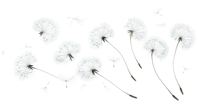 Abstract Dandelion Flowers in a Glitched Frame