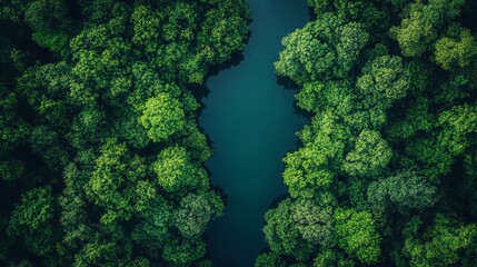 Aerial View of a Lush Forest With a River