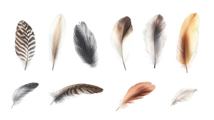 Colorful Feathers Abstract Design