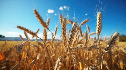 Fototapeta premium field of ripen wheat crop photo