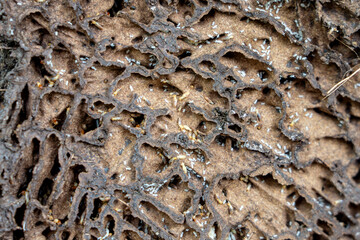 Coconut tree termite nest that was dismantled, showing nest structure and termite swarm migration.