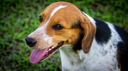 dog portrait of Mila Name