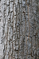 Fototapeta premium bark of a tree