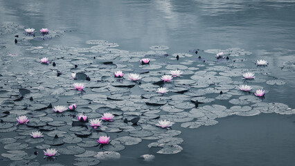 Seerose - Floating - Flower - Close - Up - Lily - Water - Lotus - Beautiful - Rose - White -...