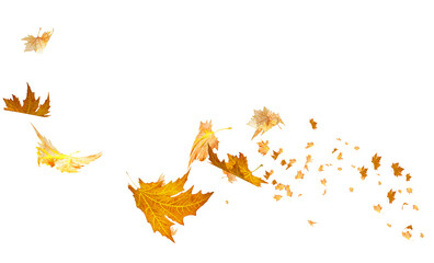 leaves leaf isolated backgroud autumn season - 3d rendering