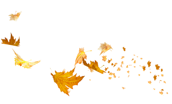 leaves leaf isolated backgroud autumn season - 3d rendering