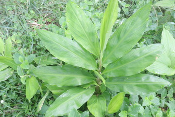 Ginger tree plant on farm