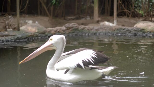 storks in action at Bandung Zoo