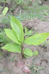 Ginger tree plant on farm