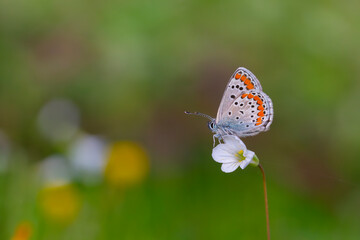 little butterfly perched on a white flower, Polyommatus agestis