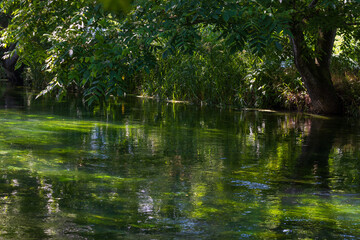 日本の風景・初夏　長野県安曇野市　大王わさび農場