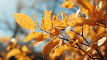 Sunlight passing through autumn trees photo
