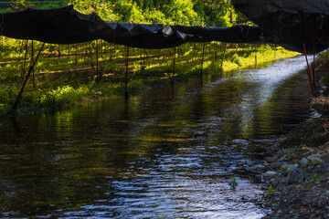日本の風景・初夏　長野県安曇野市　大王わさび農場