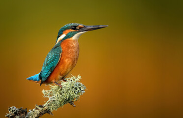 European Kingfisher ( Alcedo atthis ) close up